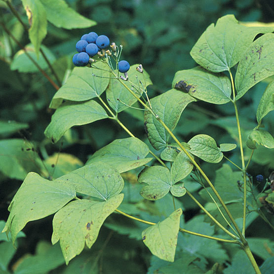 Caulophyllum blue cohosh