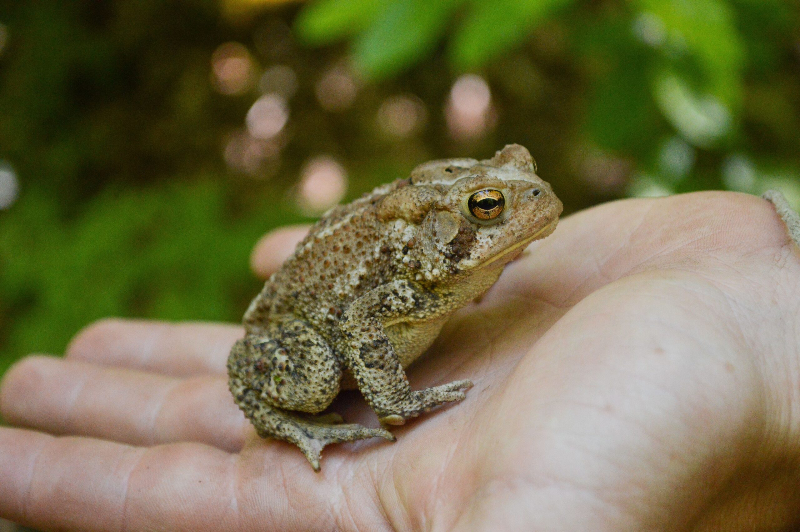 BUFO
